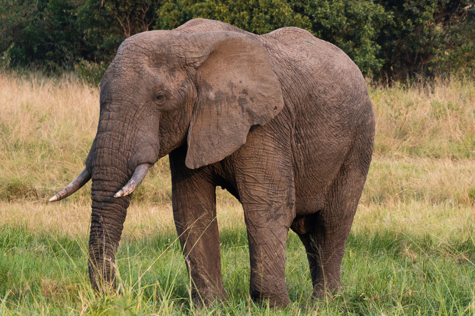 Elephant
