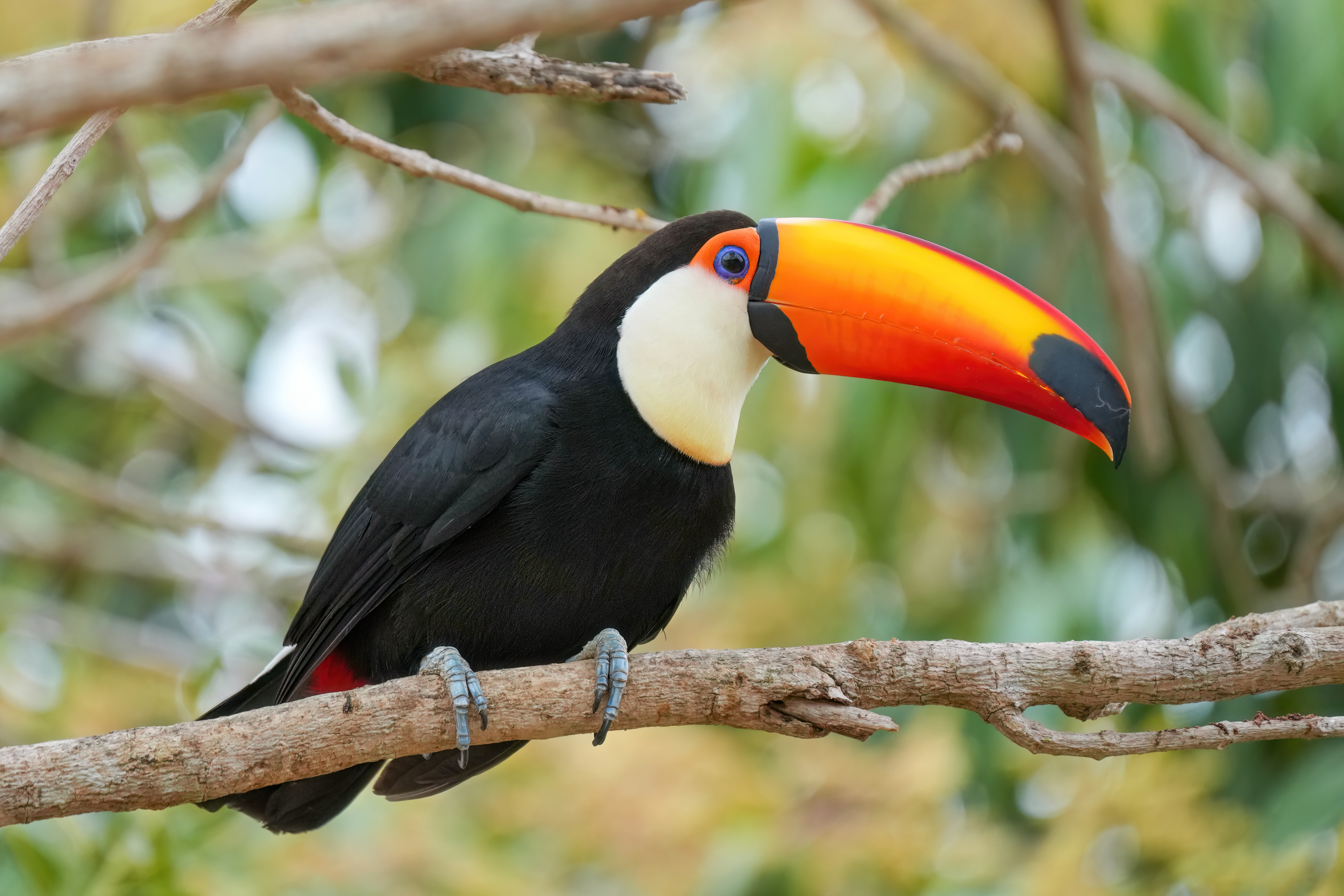 Toucan